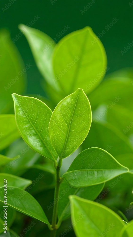 Fototapeta premium Close-up vibrant green leaves