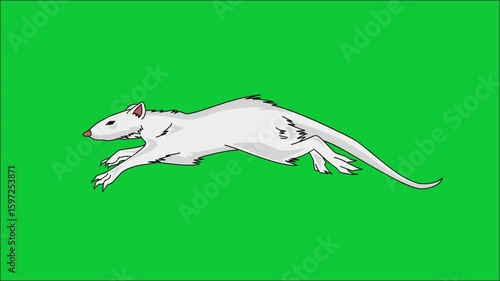 Looping 2D animation of a white, scruffy rat running quickly, illustrated in a hand-drawn line art style with exaggerated fur and motion.