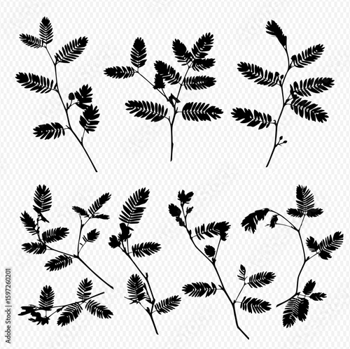 A collection of seven Mimosa pudica plant branches, displayed in silhouette against a white background, showcasing their delicate leaves.