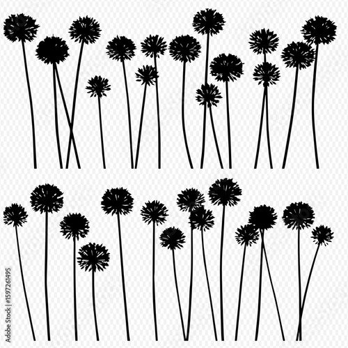 A collection of dandelion seed heads in silhouette, showcasing their delicate, round forms against a transparent background.