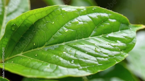 Close-Up of Green Leaf with Detailed Texture and Natural Light, Perfect for Nature, Environment, Botanical, and Eco-Friendly Video Backgrounds or Visual Projects