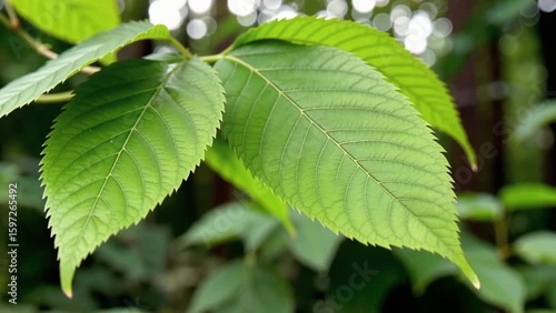 Close-Up of Green Leaf Gently Swaying in the Wind, Natural Plant Movement with Soft Light for Botanical, Eco, and Nature-Themed Video Backgrounds