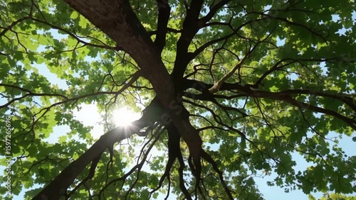 Low Angle View of Tall Pine Trees Reaching the Sky, Looking Up Through Forest Canopy with Sunlight, Perfect for Nature, Tranquility, and Cinematic Video Projects