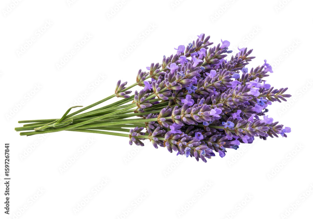 Fototapeta premium A vibrant bouquet of lavender flowers arranged elegantly on a white background (1)