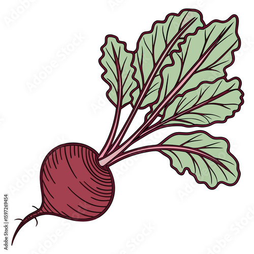 red radish isolated on white