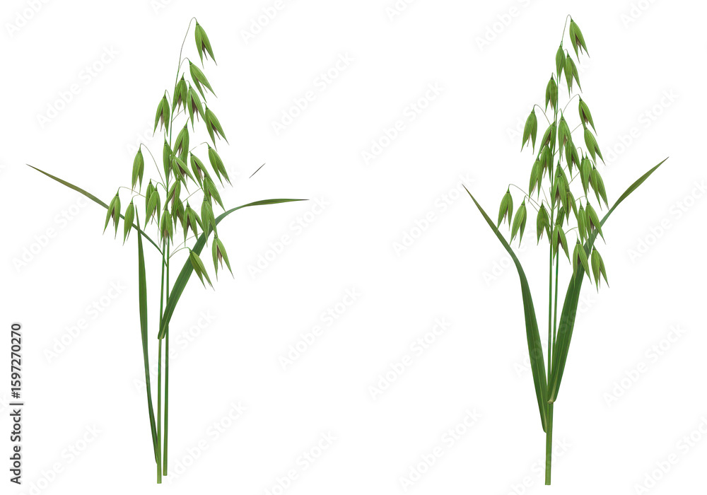 Fototapeta premium Close-up of two clusters of green grass-like plants swaying gently in a sunny field