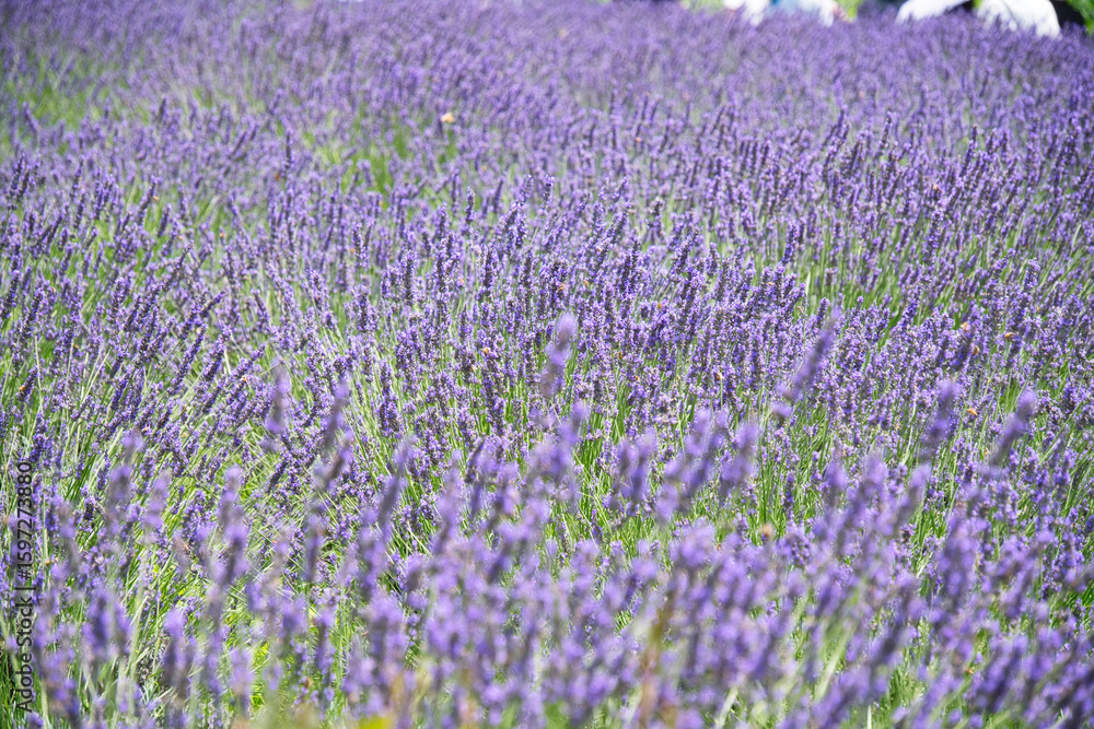 Naklejka premium 河口湖大石公園のラベンダー畑