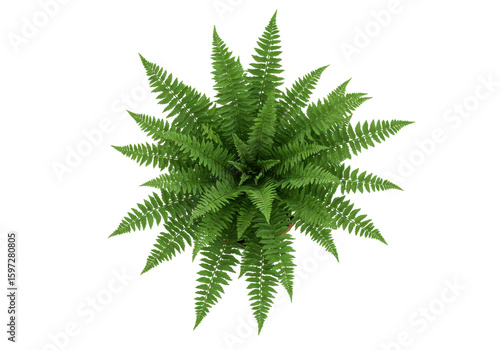Lush green fern plant viewed from above, showcasing vibrant leaves against a plain background