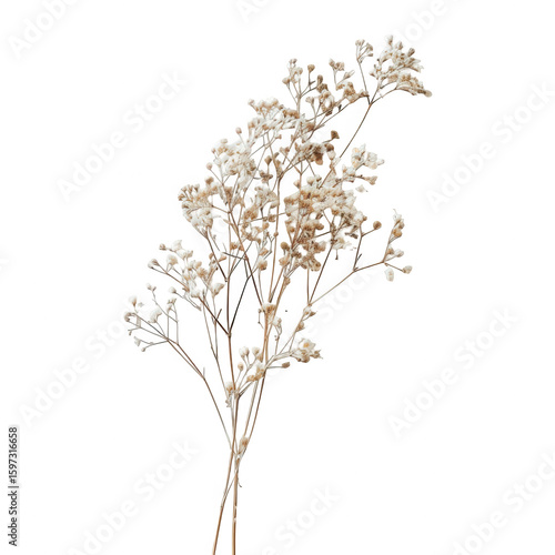 Wallpaper Mural Dried cream-colored flower cluster Torontodigital.ca