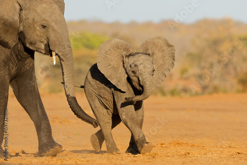 An African elephant (Loxodonta africana) cow with small calf, Chobe National Park, Botswana