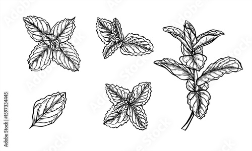 Fresh mint or melissa branch set line ink illustration in black and white. Aromatic officinalis herbs graphic sketch. Floral healthy plant clip art for organic product decor, cocktail menu