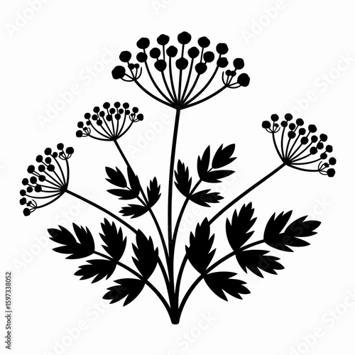 Black silhouette of a delicate wildflower plant with umbel flowers and fern like leaves isolated on white background