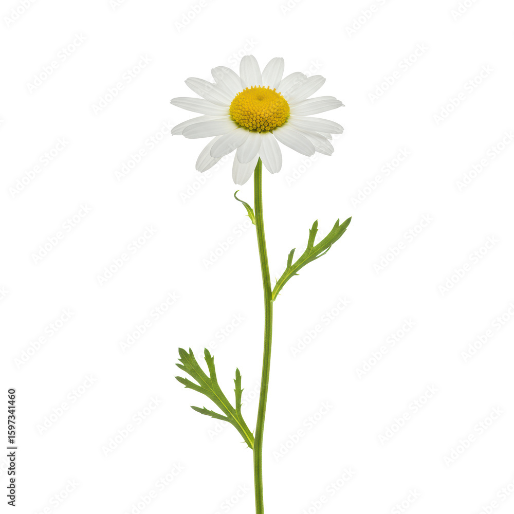 Fototapeta premium Single, perfectly formed white chamomile flower with delicate petals, vibrant yellow disc, bright green stem & feathery leaves, against a transparent isolated background, studio macro shot, concept of