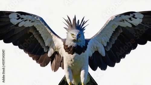 Fantasy Bird with Wings Spread in Flight