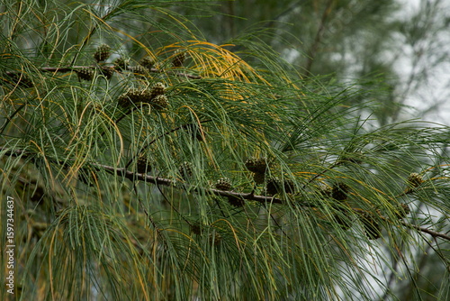 Casuarina cunninghamiana closeup. River she oak. Nature background. Tree branch closeup.