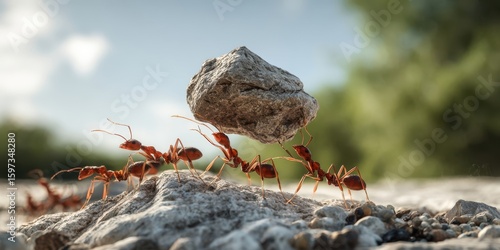 The industrious ants working together to lift a heavy rock.