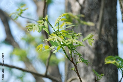 Full growth cycle of the pecan tree including leaves, flowers, and nuts (This image is part of the Carya illinoinensis series.)
