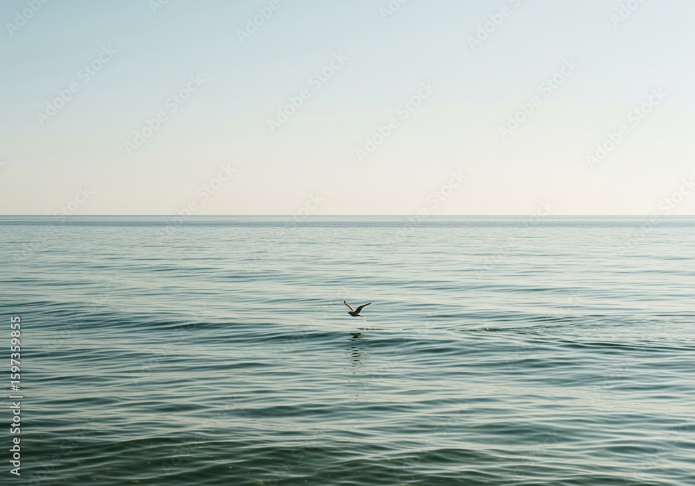 Bird seagull flying over sea Bird seagull flying over sea