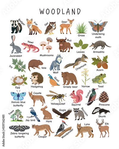Woodland Animals and Nature Elements – Educational Poster for Kids. Fun illustrated chart showing woodland animals, plants, and insects to help kids explore forest biodiversity visually