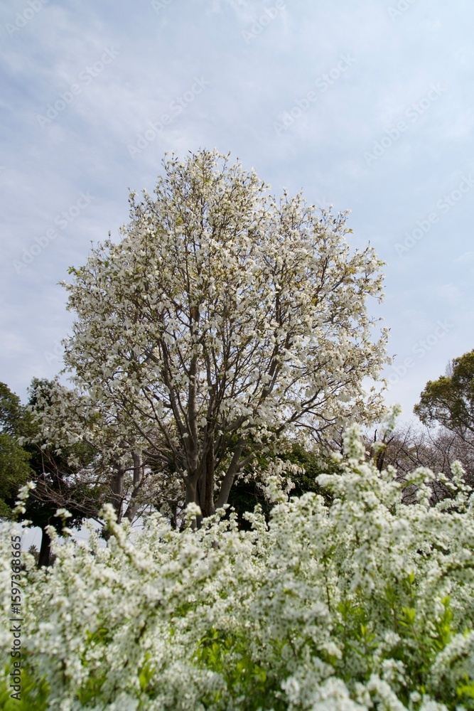 Fototapeta premium Landscape of white flowers in spring