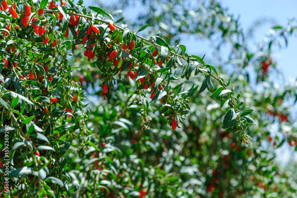 Goji berry fruits and plants in sunshine field Goji berry fruits and plants in sunshine field