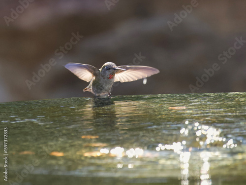 Humming bird in bird bath