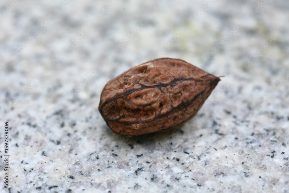 Obraz premium Mature walnut seed of Juglans mandshurica (This image is part of the Juglans mandshurica series.) 