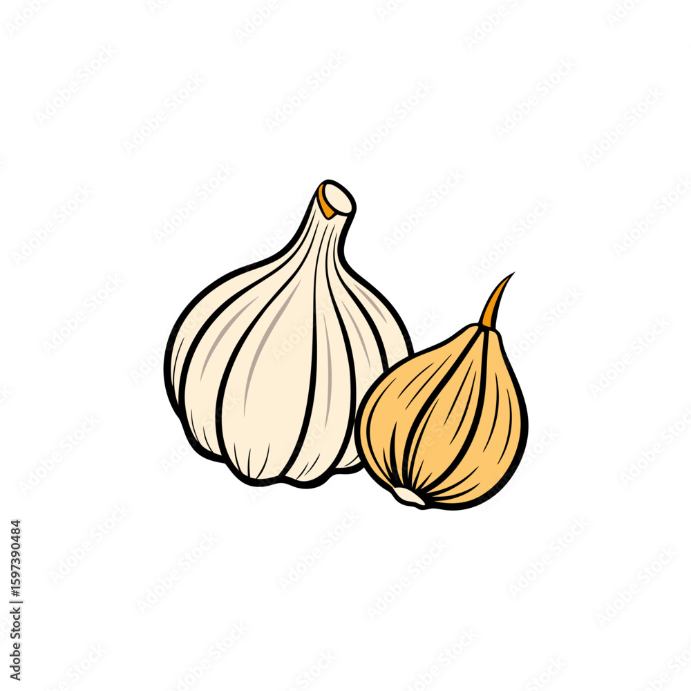 Obraz premium organic garlic cloves and heads drawn in a detail.svg