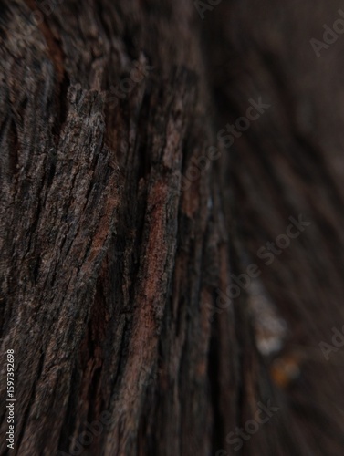 The surface of the tree's bark is rough in texture and dark brown in color, and the wood grain is clearly visible.
