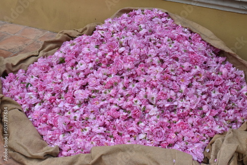 Rose centifolia