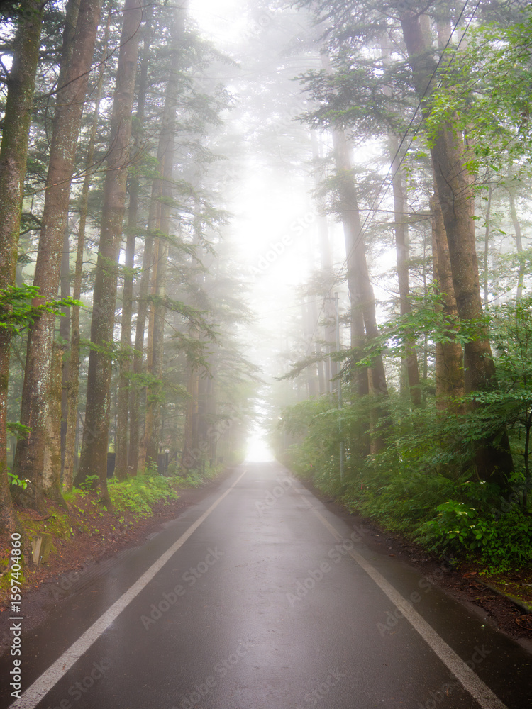 Fototapeta premium 霧に包まれた夏の林道｜Misty Forest Road in Summer