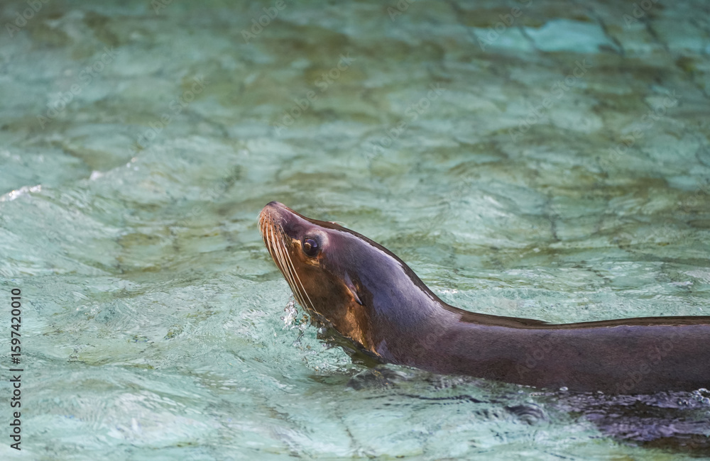 Obraz premium Portrait of a sea lion in the water. Animal close-up.