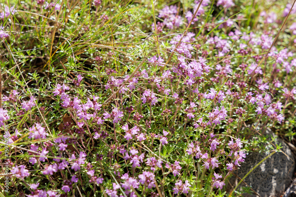 Wild Thyme in Bloom in a Sunny Field Wild Thyme in Bloom in a Sunny Field
