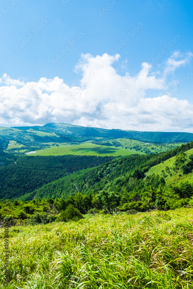 Naklejka premium 八島ヶ原湿原 夏