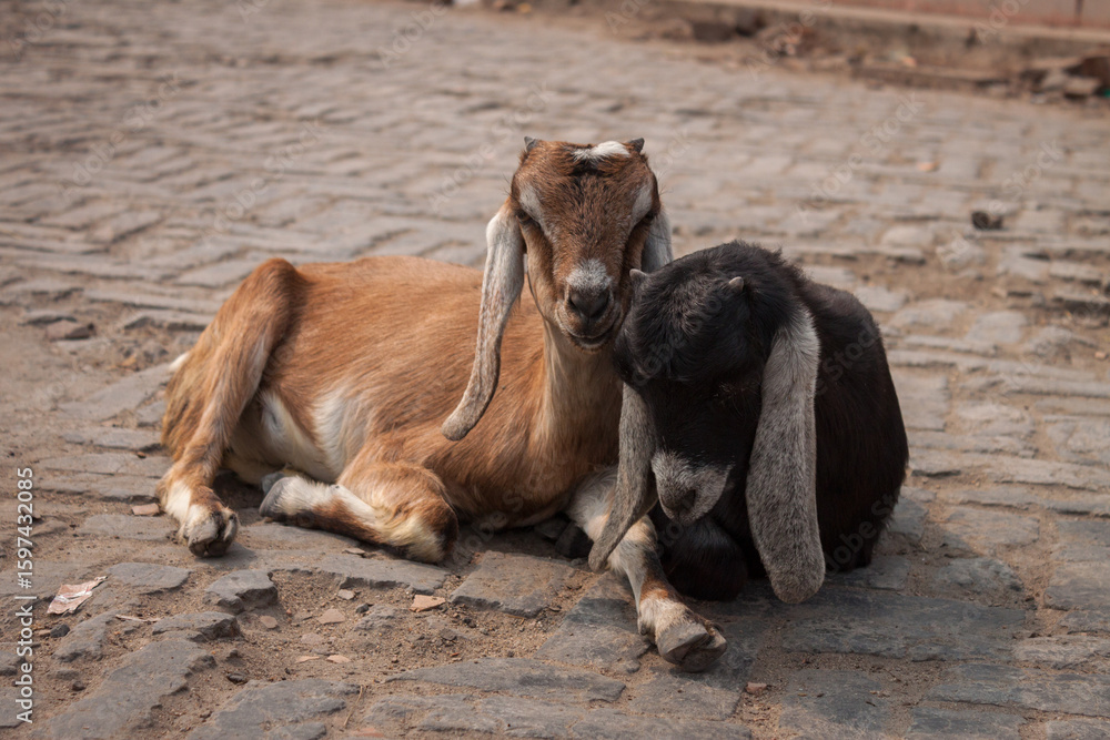 Fototapeta premium Varanasi Goats on the Ganges River
