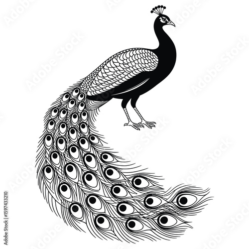 peacock vector illustration