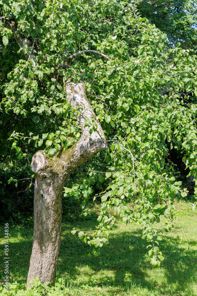 Fototapeta premium Green Apple Tree in Summer Garden