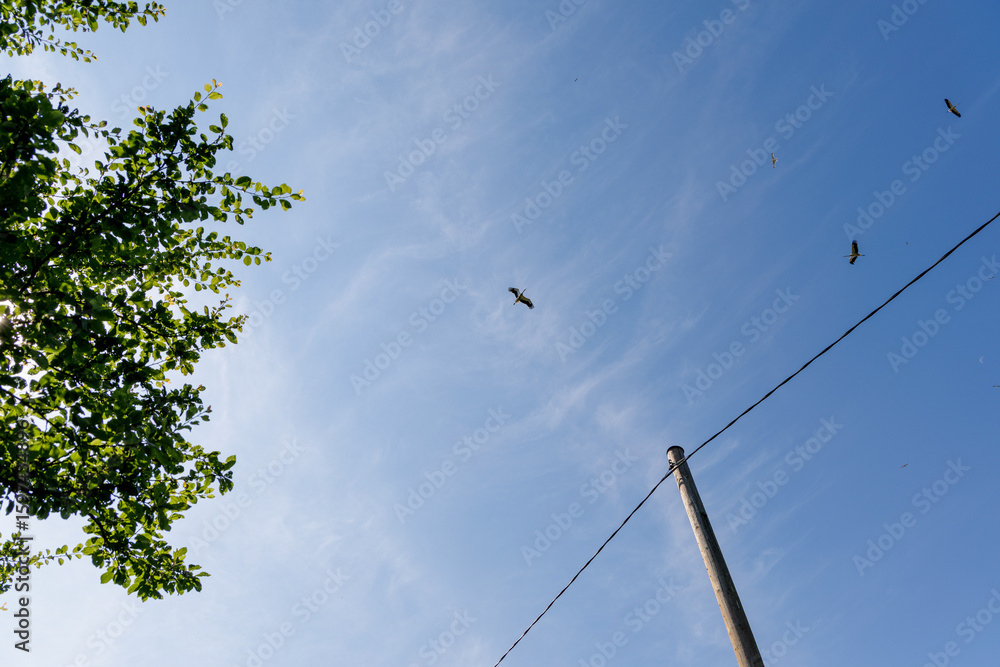 Storks Flying over Rural Landscape Storks Flying over Rural Landscape
