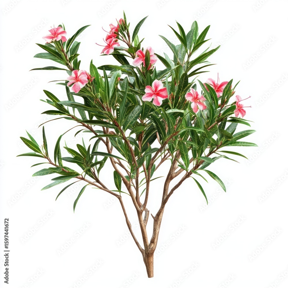 Obraz premium Real oleander bush flowers leaves plant.
