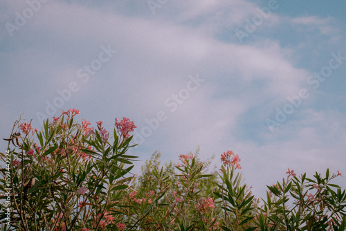 Italian wildflowers with the sky