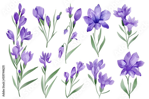 Watercolor Purple Flowers Botanical Illustration Floral Design