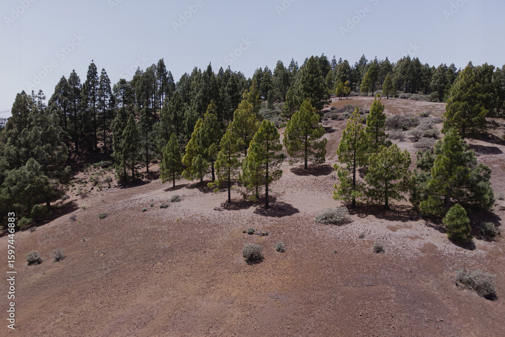 Fototapeta premium Aerial View of Pine Forest on Hilltop