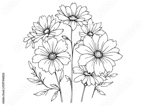 aster botanical outline drawing