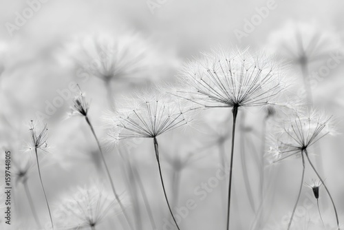 Wallpaper Mural Black And White Delicate Flowers In Soft Light Torontodigital.ca