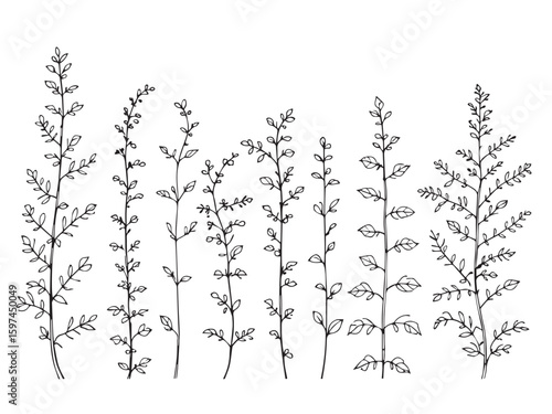 balsam flower line art drawing