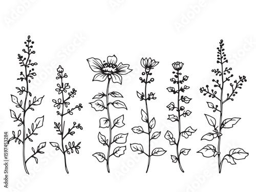 bee balm botanical outline