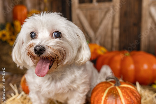 Happy White Dog in Autumn Pumpkin Patch Close-Up