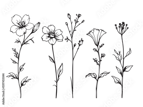 bellflower flower line art