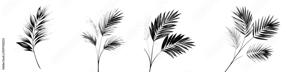 Obraz premium Black and White Palm Fronds: Minimalist Graphic Illustration on White
