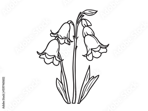 bluebell flower line art